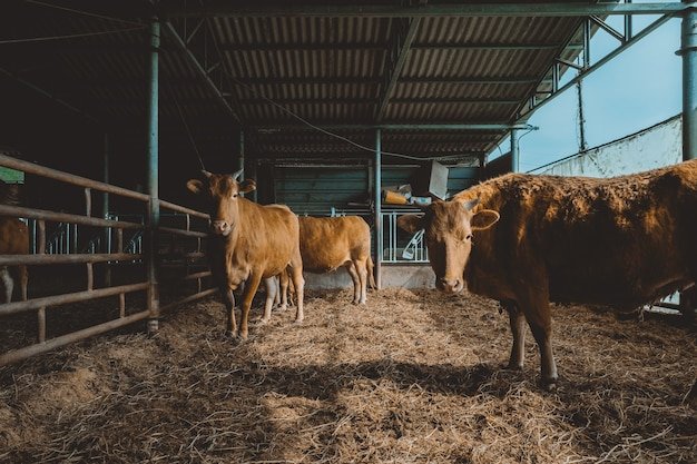Dairy farming